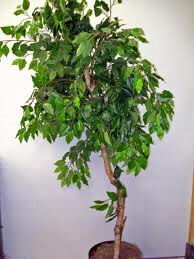 Rental store for tree ficus silk pair in Eastern Oregon